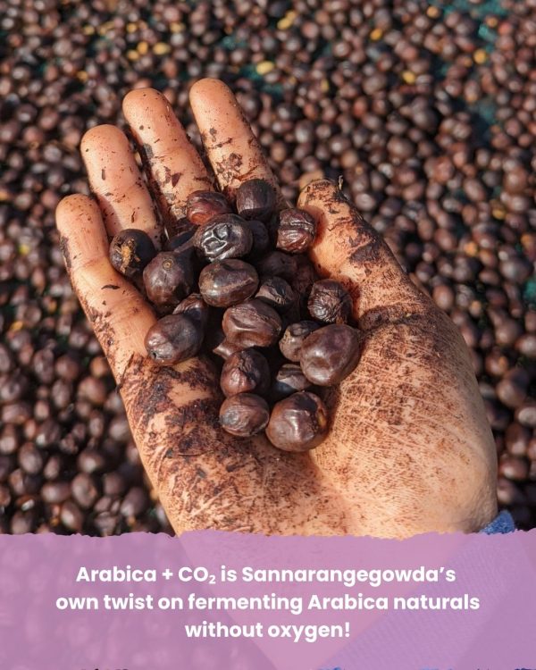 Arabica + CO₂ on Sale